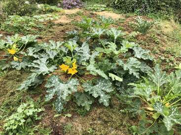 A lush zucchini plant grows in a garden bed, featuring large green speckled leaves and vibrant yellow blossoms, surrounded by grass and other garden plants.