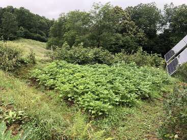 A lush patch of green plants grows on a sloped hillside, surrounded by trees and bushes. Solar panels are visible on the right side.