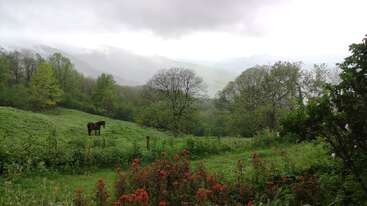 A peaceful landscape featuring lush green grass, blooming red flowers, and a lone dark horse grazing. Trees and misty mountains complete the serene countryside scene.