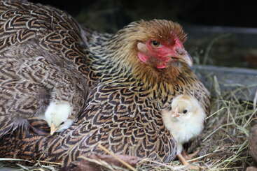 Une mère poule est assise dans un nid de paille avec deux poussins tout doux. L'un des poussins est blotti sous son aile, tandis que l'autre est à côté d'elle.