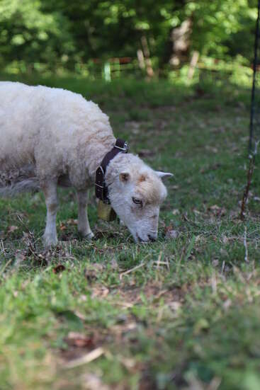 Un mouton, avec un collier marron et une cloche, broute l'herbe verte dans un pré ensoleillé, entouré d'arbres, avec une clôture grillagée en arrière-plan.