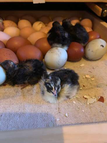 Several newly hatched chicks rest on a soft towel surrounded by various colored eggs and eggshell pieces inside an incubator, experiencing their first moments of life.