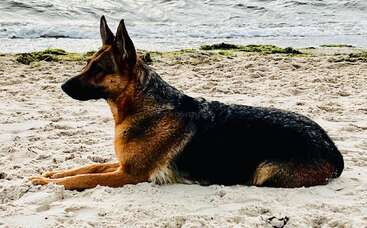 A German Shepherd is lying calmly on sandy beach near the water. The dog is alert, looking at the ocean, enjoying a relaxing yet watchful moment.