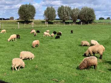 A flock of sheep, both black and white, graze peacefully on a lush green field under a partly cloudy sky with trees and fences.