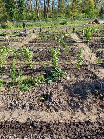 Esta imagen muestra un huerto bien cuidado, con hileras ordenadas de plantas jóvenes, vegetación verde, senderos de tierra, estacas de madera y, al fondo, árboles y una valla.