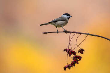 Un petit oiseau à tête noire est perché sur une branche mince avec des baies rouges, sur un fond magnifiquement flou de tons chauds jaunes, orange et bruns.