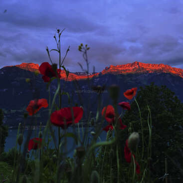 L'image représente un paysage de montagne serein avec des fleurs d'un rouge éclatant au premier plan, sur fond de ciel nuageux et d'une majestueuse chaîne de montagnes à l'arrière-plan.