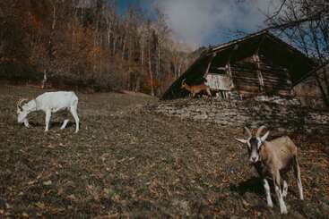 Trois chèvres paissent dans un champ en pente, couvert de feuilles, devant une cabane en bois rustique, entourées d'arbres dénudés et de couleurs automnales sous un ciel partiellement nuageux.