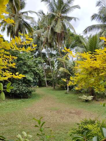 Un chemin de jardin serein entouré d'une herbe verte luxuriante, de grands palmiers, d'arbustes à feuilles jaunes et de diverses plantes tropicales sous un ciel nuageux, créant une atmosphère paisible.