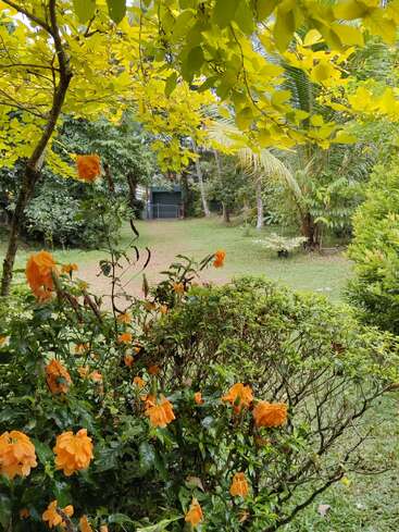 Une scène de jardin luxuriant avec des fleurs orange vif, un feuillage vert dense, de grands arbres et une cour herbeuse menant à une petite structure avec un portail à l'arrière-plan.