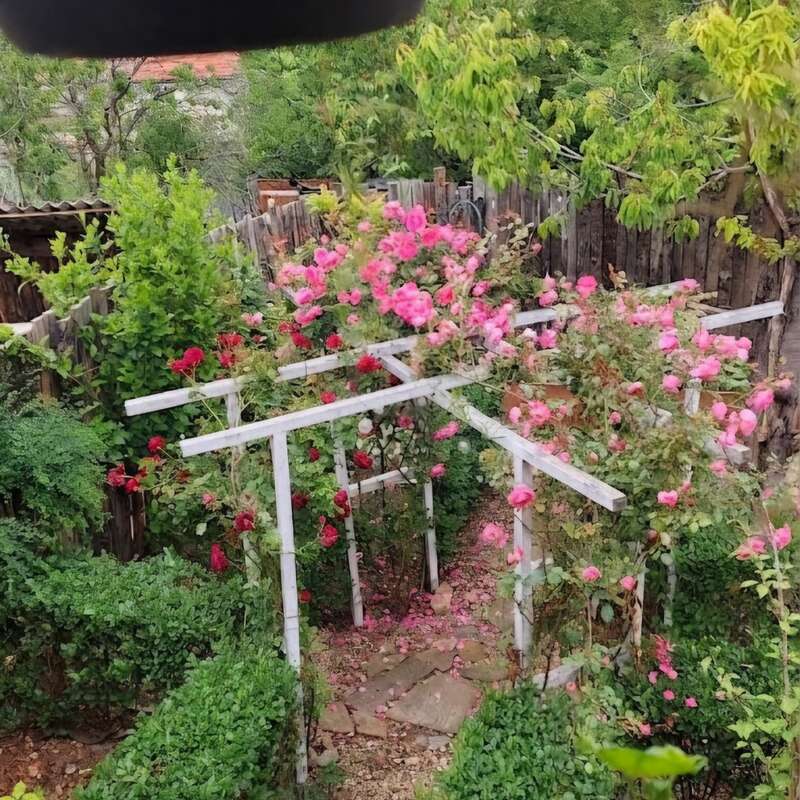 A lush garden scene features wooden trellises with vibrant pink and red roses, surrounded by green shrubs, rustic fencing, and natural stone pathways. Peaceful ambiance.