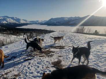 The image depicts a serene winter landscape featuring a group of dogs on a snow-covered hill overlooking a frozen lake and majestic mountains under a clear blue sky.