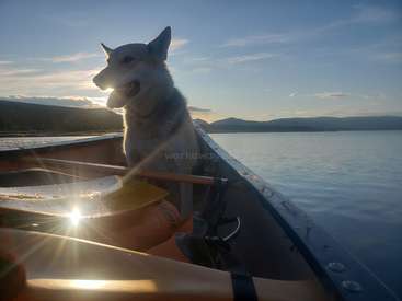 The image depicts a serene scene of a dog sitting in a canoe on a tranquil lake, surrounded by mountains and a radiant sun shining through the water.