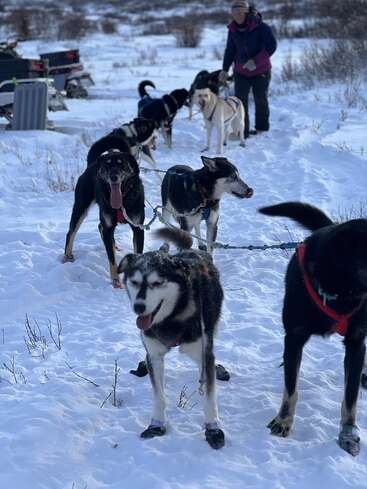 The image depicts a dog sled team in motion, with the lead dog at the front and the musher guiding the pack through a snowy landscape.