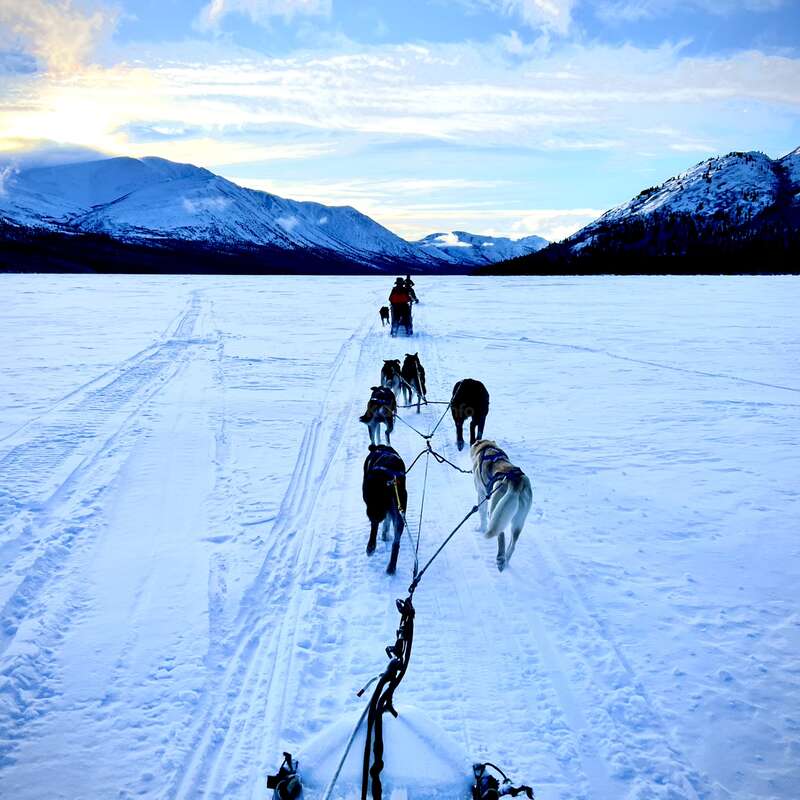 The image depicts a dog sled team traversing a snowy landscape, with a person riding the sled and mountains visible in the background under a cloudy sky.