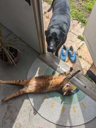 Ein schwarzer Hund steht vor einer Tür neben blauen Schuhen und guckt rein. Drinnen macht es sich eine braune getigerte Katze auf einer bunten Fußmatte gemütlich und sonnt sich.