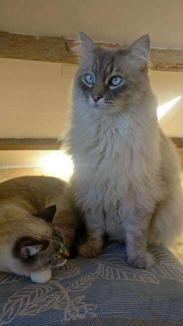 A imagem mostra dois gatos sentados em uma almofada azul, com um gato olhando diretamente para a câmera e o outro deitado ao lado.