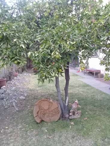The image depicts a small tree with green fruit, situated in a yard with a gnome statue and a large stone carving of a person\'s face.