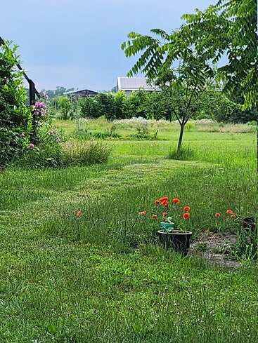 Un jardin verdoyant avec un arbre, des fleurs d'un rouge éclatant dans des pots, de hautes herbes, des arbustes en fleurs et des bâtiments au loin, sous un ciel lumineux et légèrement nuageux.