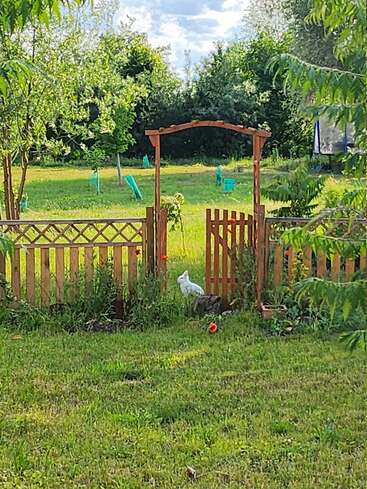 Une scène paisible dans un jardin, avec une clôture et un portail en bois, une pelouse verdoyante, des arbres et un lapin blanc assis près de l'entrée, sous une arche en bois.