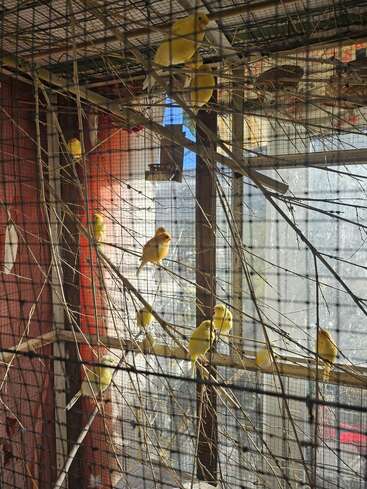 Des canaris jaune vif sont perchés sur de fines branches à l'intérieur d'une cage métallique spacieuse où la lumière du soleil pénètre par les fenêtres, créant ainsi un environnement chaleureux et naturel pour ces oiseaux.