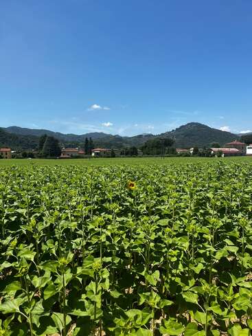 Um campo verdejante se estende sob um céu azul brilhante, com um único girassol se destacando. Casas e montanhas formam um cenário pitoresco, transmitindo tranquilidade.