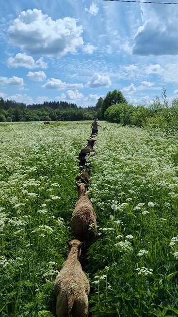 A line of sheep follows a person through a field of tall green grass and white flowers under a bright blue sky filled with fluffy clouds.