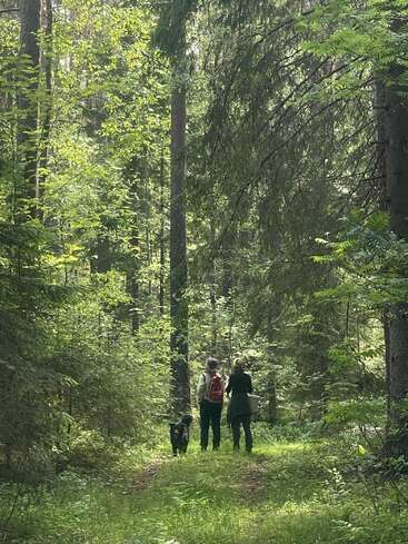 Two people and a dog walk along a lush, green forest path. Sunlight filters through tall trees, creating a peaceful and serene nature scene together.