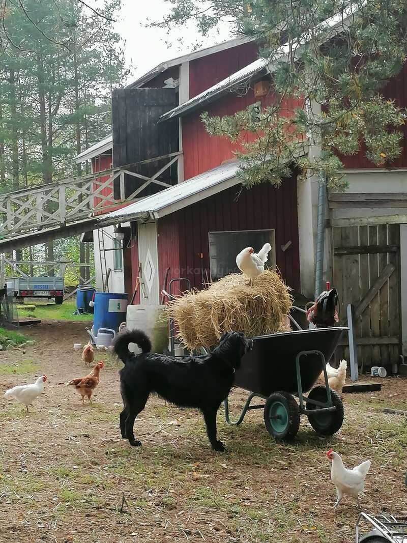 The image depicts a serene farm scene, featuring a black dog standing beside a wheelbarrow filled with hay, surrounded by chickens and a red barn in the background.