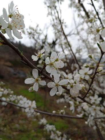 Delicate white blossoms bloom on slender branches against a blurred, natural background. Soft petals and yellow stamens evoke a sense of early spring’s gentle renewal.