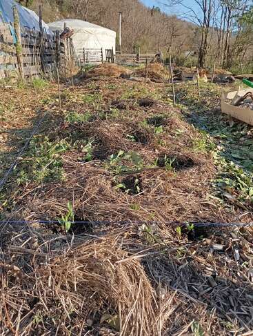 A garden bed covered with straw mulch, small green plants sprouting, bordered by string and wooden sticks, with a yurt and fencing in the background.