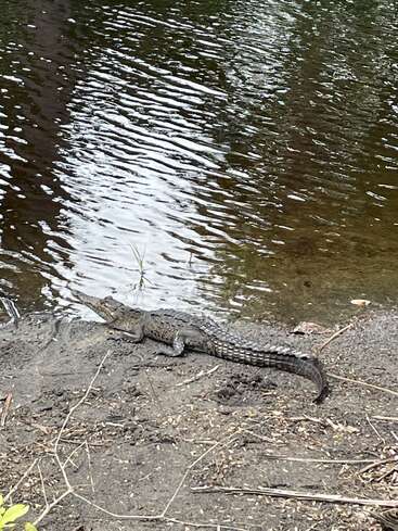 Ein junger Alligator ruht sich am schlammigen Flussufer aus, nahe am Rand des Wassers. Auf der kräuselnden Oberfläche spiegelt sich der Himmel über ihm, umgeben von verstreuten Zweigen.