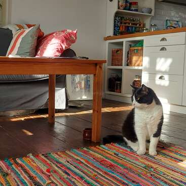 Um gato preto e branco senta-se em um tapete colorido em uma sala de estar aconchegante e iluminada pelo sol, com piso de madeira, mesa, sofá e prateleiras abertas na cozinha.