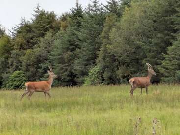 Deux cerfs avec des bois se tiennent dans un champ verdoyant bordé de grands arbres denses. Cette scène paisible illustre la beauté de la faune et de la flore dans la nature.