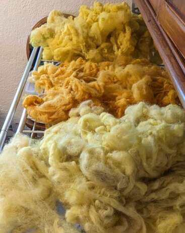 Cette image montre des fibres de laine jaune et orange duveteuses disposées sur un séchoir, peut-être après avoir été teintes, dans un intérieur confortable près de meubles en bois.