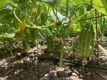 This image shows cucumbers growing in a garden, hanging from green vines with yellow flowers, supported by a wire trellis, surrounded by dark, fertile soil.