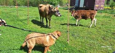 Ein brauner Hund an der Leine beobachtet neugierig eine Kuh und ein Kalb in einem grasbewachsenen, eingezäunten Bereich. Ein heller, sonniger Tag mit grüner Umgebung.