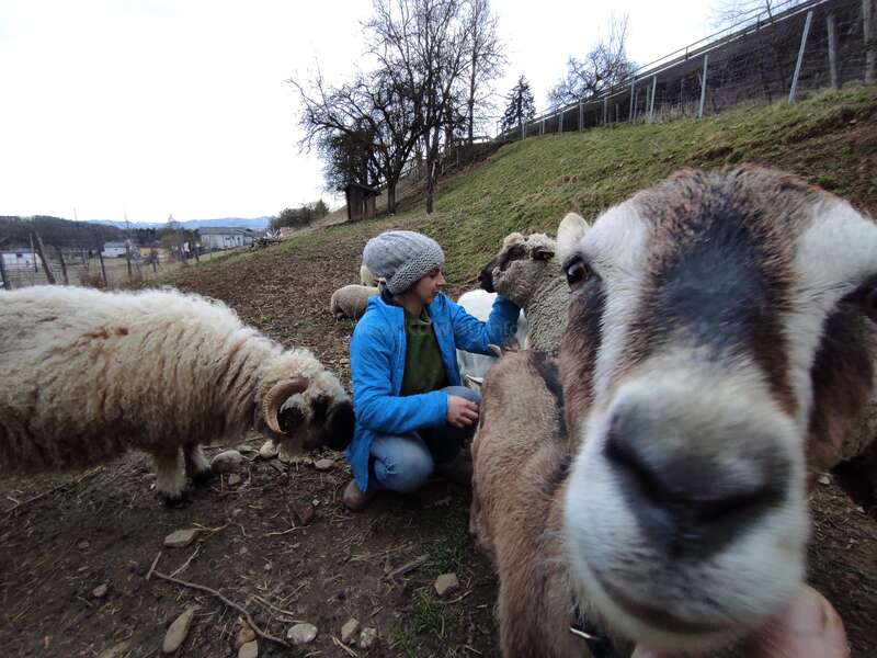 Eine Person in einer blauen Jacke und einer grauen Mütze sitzt im Freien, umgeben von freundlichen Schafen. Ein Schaf ist neugierig nah an der Kamera und stört das Foto.