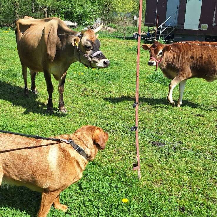 A brown dog on a leash curiously observes a cow and a calf in a grassy, fenced area. Bright, sunny day with green surroundings.
