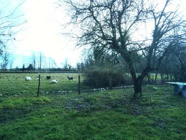 Scène rurale paisible avec des moutons broutant dans un champ herbeux, entouré d'une clôture métallique et d'arbres dénudés, sous un ciel nuageux par une journée fraîche.