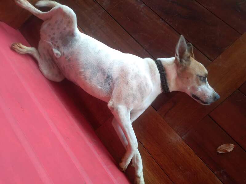 The image depicts a white dog with brown spots and ears, wearing a black collar, lying on a red surface, set against a dark wood floor background.
