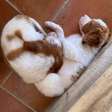 Dos adorables cachorros de pelaje blanco y marrón están acurrucados juntos, durmiendo plácidamente en un suelo de baldosas junto a una superficie de madera, con aspecto acogedor y contento.