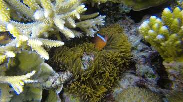 Das Bild zeigt ein lebhaftes Korallenriff mit einer Seeanemone, Fischen und anderen Meeresbewohnern, mit einer markanten Felsformation im Hintergrund. Das Wasser ist klar und blau.