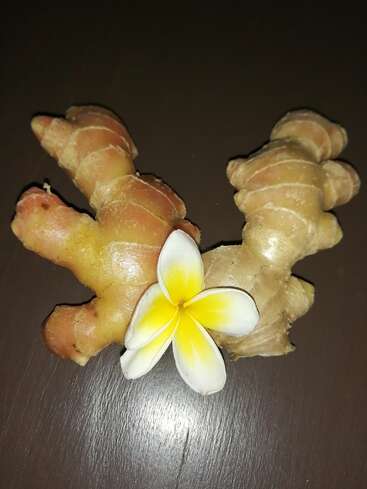 Das Bild zeigt eine Ingwerwurzel mit einer Plumeria-Blüte darauf, die auf einer dunkelbraunen Holzoberfläche mit einer subtilen Lichtreflexion steht.