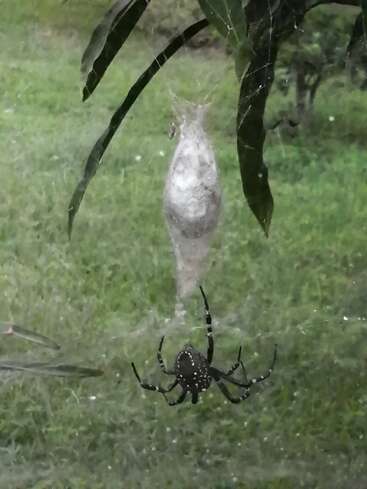Das Bild zeigt eine große schwarze Spinne mit weißen Flecken, die an ihrem Netz hängt, mit einem auffälligen Eiersack in der Mitte des Netzes.
