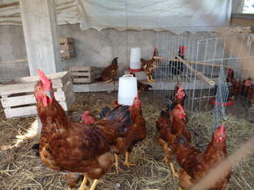 This image shows several brown chickens inside a coop with hay on the ground, water containers, wooden crates, and wire cages, all under a white tarp roof.