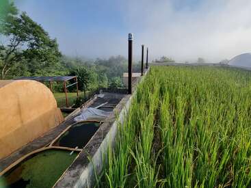 Green rice plants grow densely on a rooftop garden. Beside them, water tanks and structures sit. Misty trees and sky create a peaceful, natural backdrop.