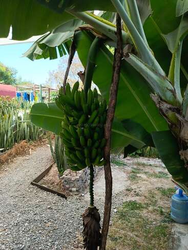 A bunch of unripe green bananas hangs from a banana plant in a garden, surrounded by large green leaves, gravel path, and lush vegetation.