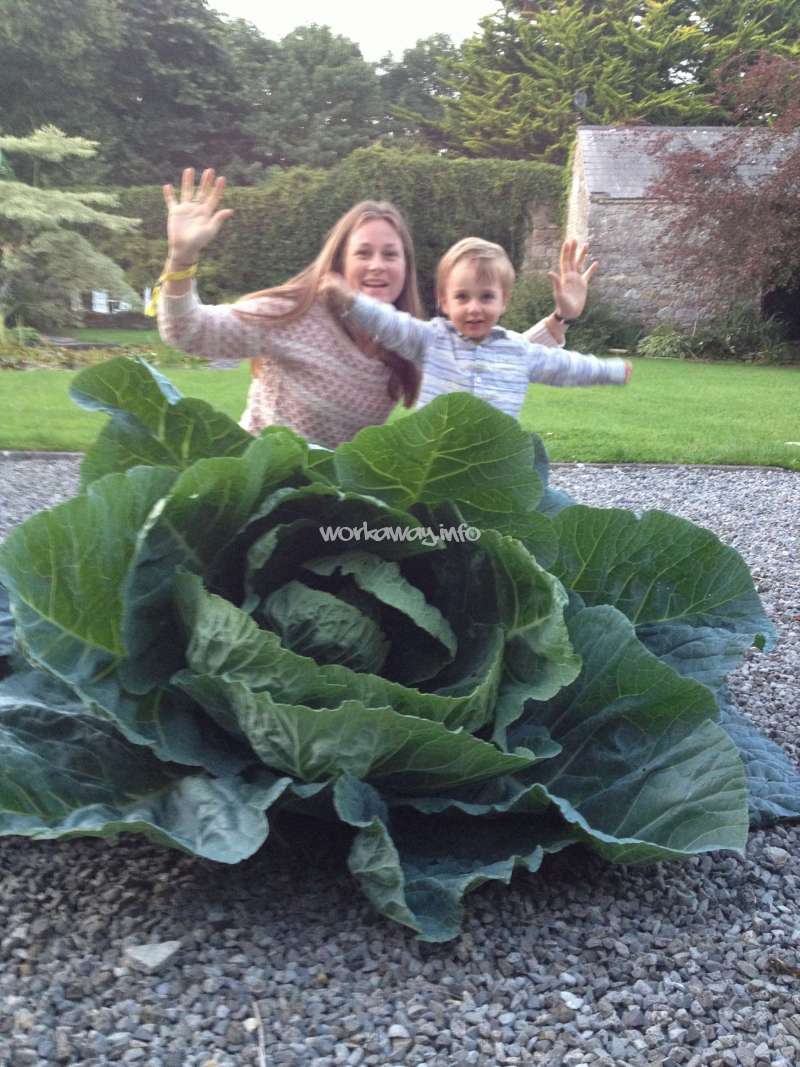 The image depicts a woman and a child posing behind a large cabbage, with the woman's arms raised in the air. The scene is set in a garden or yard.