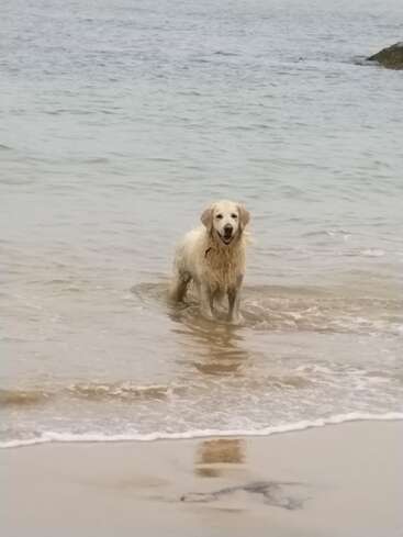 Ein Golden Retriever steht fröhlich im seichten Meerwasser nahe am Strand, das Fell nass, und genießt den ruhigen Tag und die Wellen am Ufer.